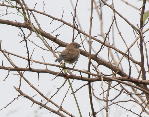 Red-cheeked Cordonbleu