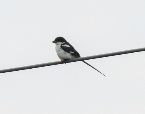 Northern Fiscal