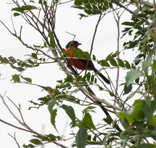 Black-headed Gonolek