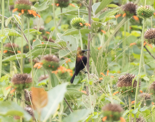 Copper Sunbird