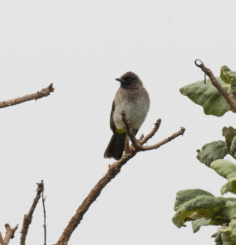 Common Bulbul