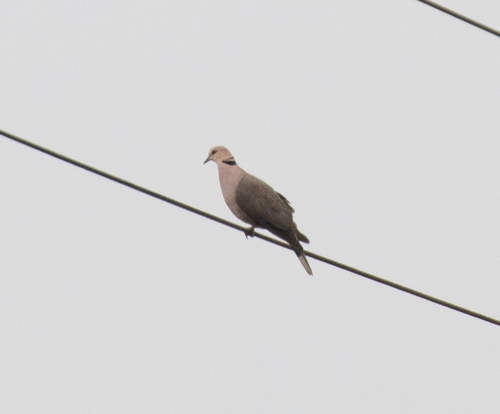 Red-eyed Dove