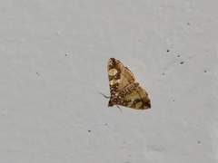 Glyphodes sibillalis