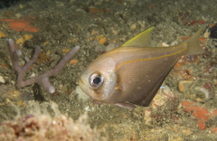 Pempheris compressa