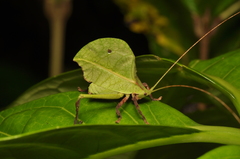 Typophyllum mortuifolium