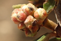 Ceanothus megacarpus megacarpus