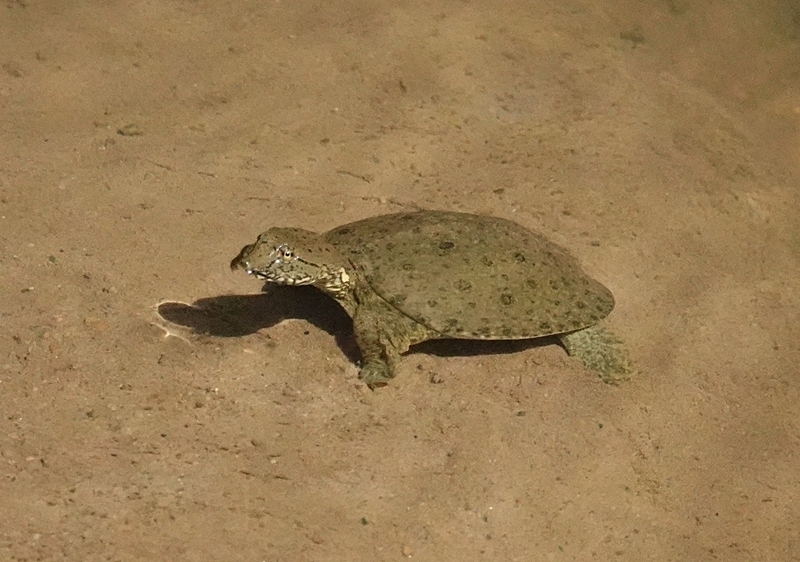 Chinese Softshell Turtle from 台灣臺北 on September 25, 2025 at 12:03 PM by ...
