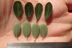 Ceanothus megacarpus megacarpus