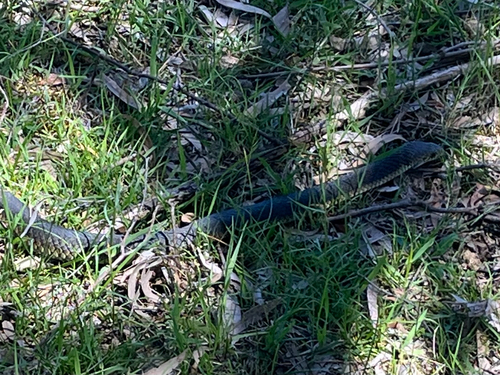 Lowlands Copperhead sighting