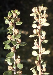 Ceanothus megacarpus megacarpus