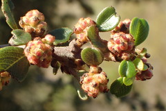 Ceanothus megacarpus megacarpus