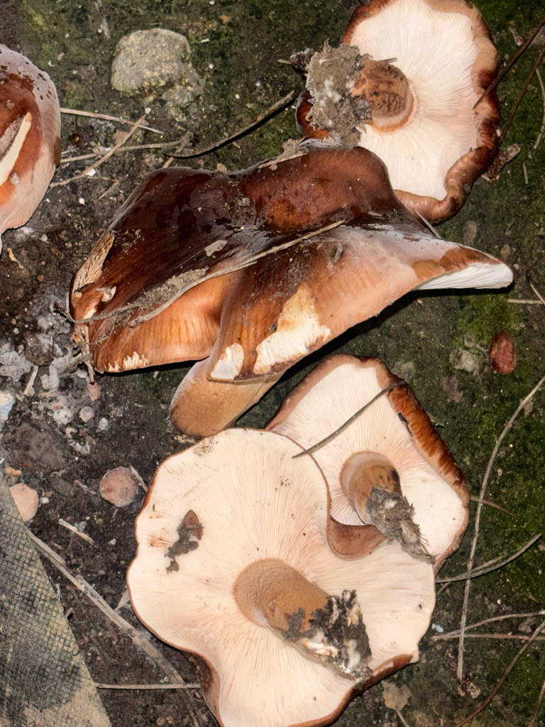 Tricholoma fracticum · November 2025 · photo: © laiet17 (iNaturalist, CC)