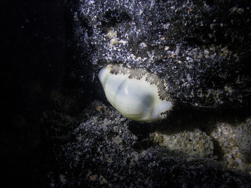 Monetaria moneta observed 2025-11-13