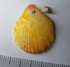 Talochlamys multistriata