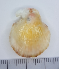 Talochlamys multistriata