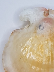 Talochlamys multistriata