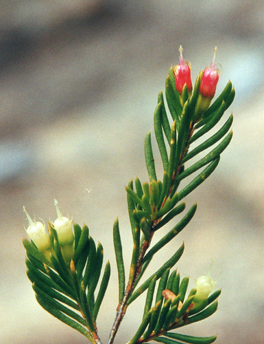 Bolivia Homoranthus (Homoranthus croftianus)