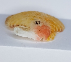 Talochlamys multistriata