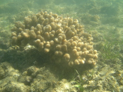 Cladiella