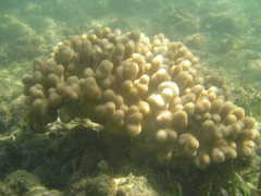 Cladiella