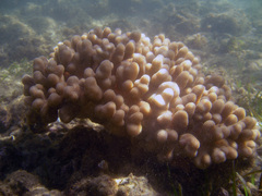 Cladiella
