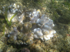 Cladiella