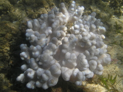 Cladiella