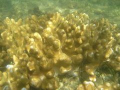 Cladiella