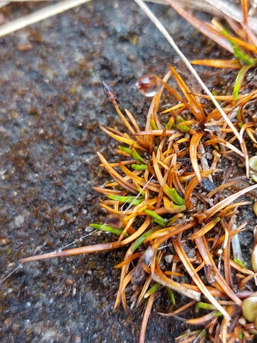 Antarctic rush (Juncus antarcticus)