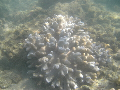 Cladiella