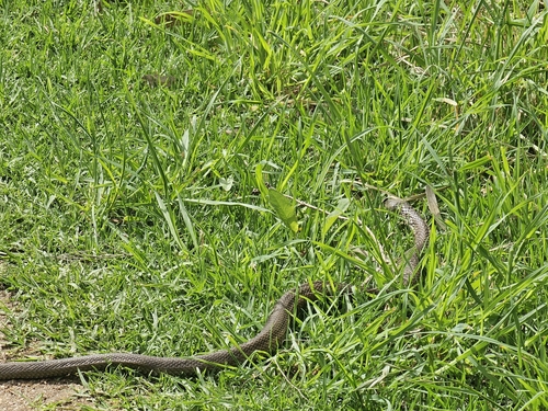 Eastern Brown Snake sighting