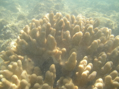 Cladiella