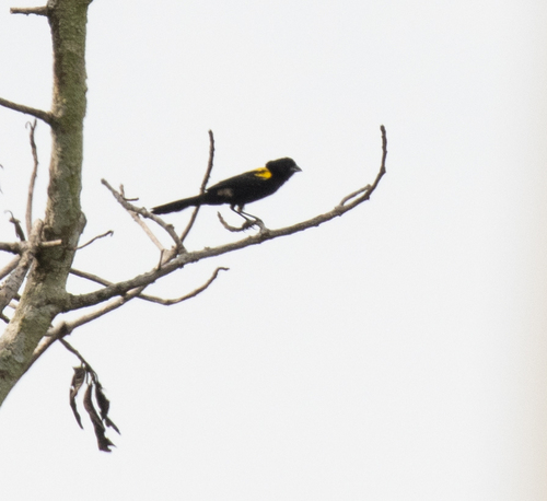 Yellow-mantled Widowbird (Euplectes macroura), photo 7
