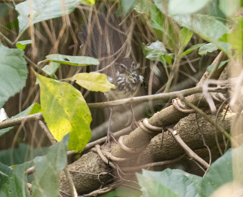 iNaturalist image