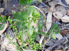 Olearia myrsinoides
