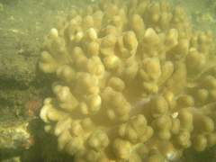 Cladiella