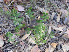 Olearia myrsinoides