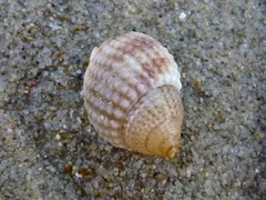 Nassarius perpinguis