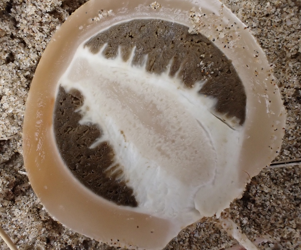 Phallus hadriani