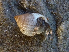 Nassarius perpinguis