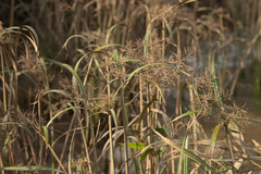 (c) Dmitry Ivanov, some rights reserved (CC BY) Cyperus malaccensis, photograph (c) Dmitry Ivanov, some rights reserved (CC BY)