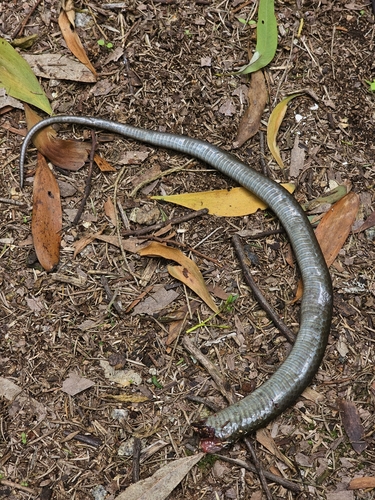 Eastern Brown Snake sighting