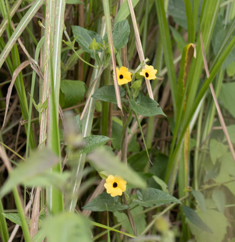 Black-eyed Susan vine