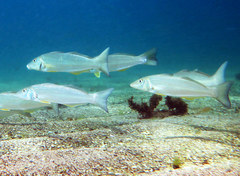 Sillago ciliata