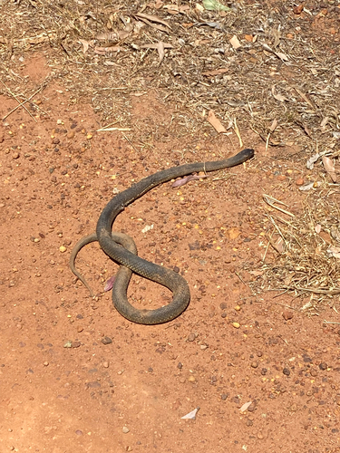 Mulga Snake sighting