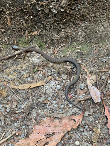 Tiger Snake sighting