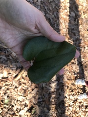 Smilax glauca