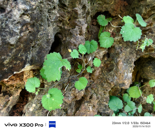 Sida javensis observed 2025-11-14