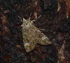 Anaplectoides prasina