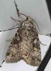 Anaplectoides prasina